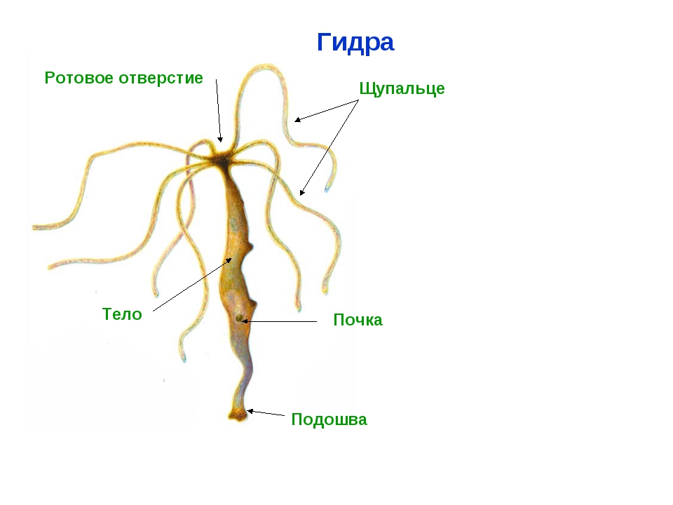 Скрытый интернет как войти